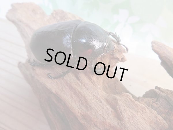 画像4: 新成虫☆WF1☆シャムゴホンツノカブト(タイゴホンツノカブト)♂52ミリ♀40ミリペア販売!! (4)