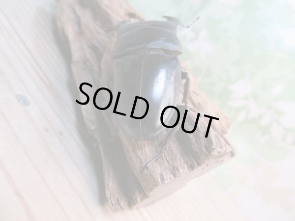 画像3: 新成虫☆WF1☆ヒラタクワガタ(マレー亜種)♂78ミリ♀45ミリペア販売!! (3)