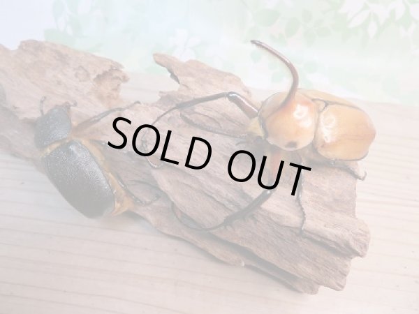 画像5: 新成虫!ゴロファ・ポルテリ(ノコギリタテツノカブト)♂ーA'84ミリ♀52ミリペア販売!! (5)