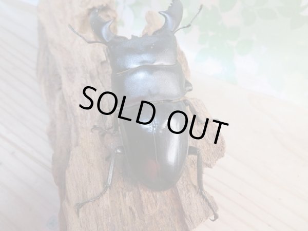 画像3: 新成虫☆WF1☆ヒラタクワガタ(マレー亜種)♂77ミリ♀45ミリペア販売!! (3)