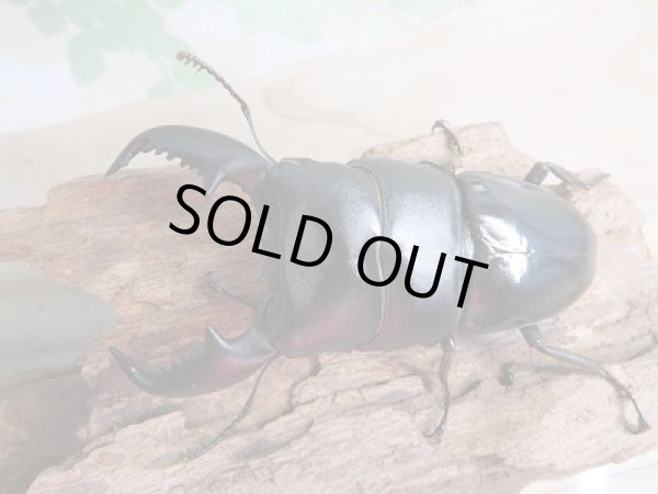 画像2: 新成虫☆WF1☆ヒラタクワガタ(マレー亜種)♂77ミリ♀45ミリペア販売!! (2)