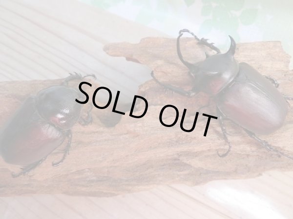 画像5: 新成虫☆WF1☆シャムゴホンツノカブト(タイゴホンツノカブト)♂63ミリ♀47ミリペア販売!! (5)