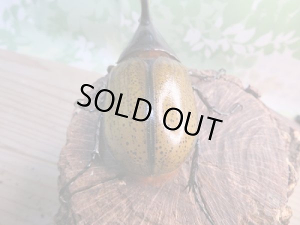 画像3: 新成虫☆D.H.リッキー♂107ミリ♀-B66ミリペア販売!! (3)