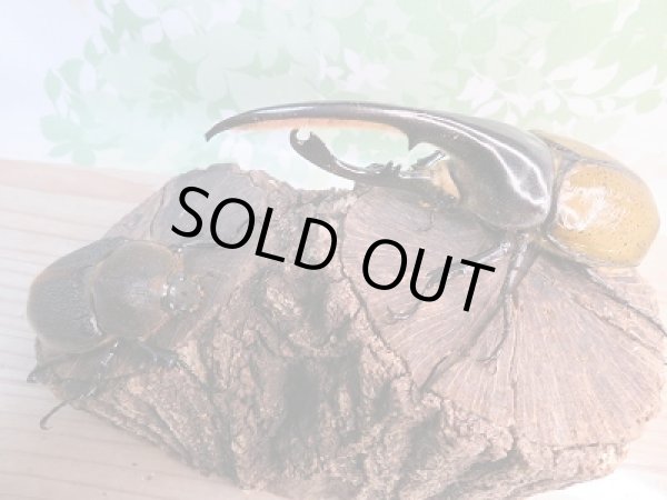 画像5: 新成虫☆D.H.リッキー♂140ミリ♀73ミリペア販売!! (5)