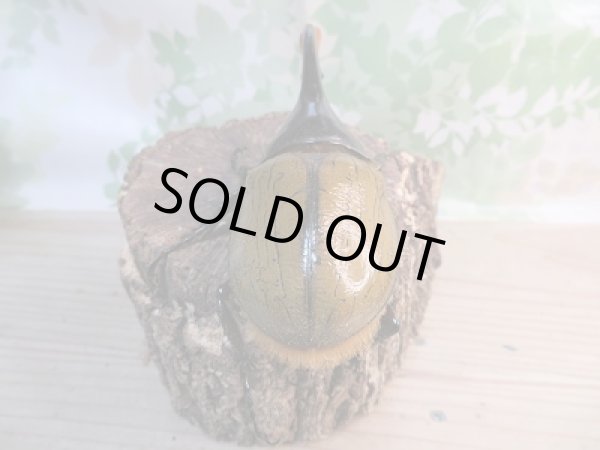 画像3: 新成虫☆D.H.リッキー♂128ミリ♀68ミリペア販売!! (3)