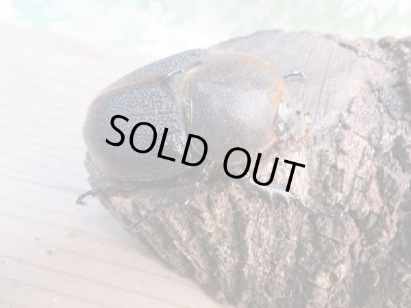 画像4: 新成虫☆D.H.リッキー♂140ミリ♀73ミリペア販売!! (4)