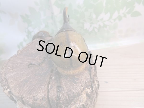 画像3: 新成虫☆D.H.リッキー♂118ミリ♀66ミリペア販売!! (3)