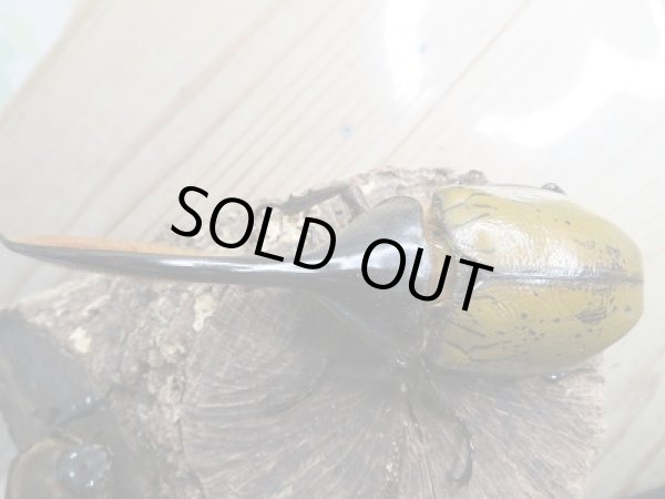 画像2: 新成虫☆D.H.リッキー♂118ミリ♀66ミリペア販売!! (2)