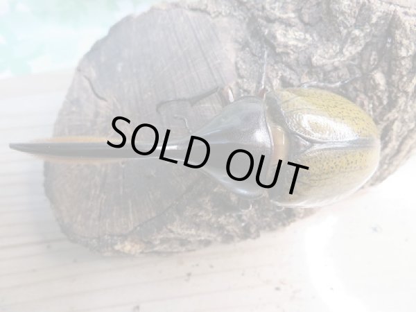 画像2: 新成虫☆D.H.リッキー♂107ミリ♀-B66ミリペア販売!! (2)