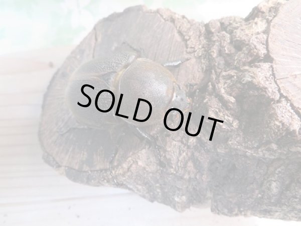 画像4: 新成虫☆D.H.リッキー♂107ミリ♀-B66ミリペア販売!! (4)