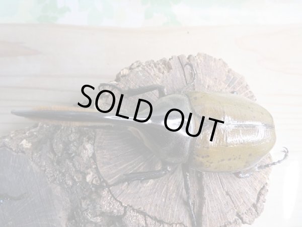 画像2: 新成虫☆D.H.リッキー♂114ミリ♀63ミリペア販売!! (2)