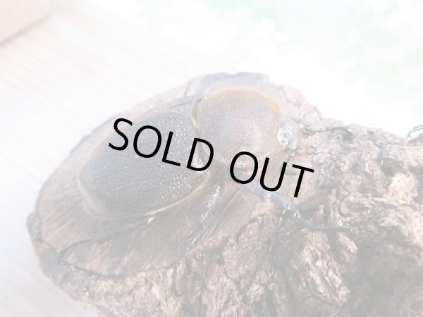 画像4: 新成虫☆D.H.リッキー♂118ミリ♀66ミリペア販売!! (4)