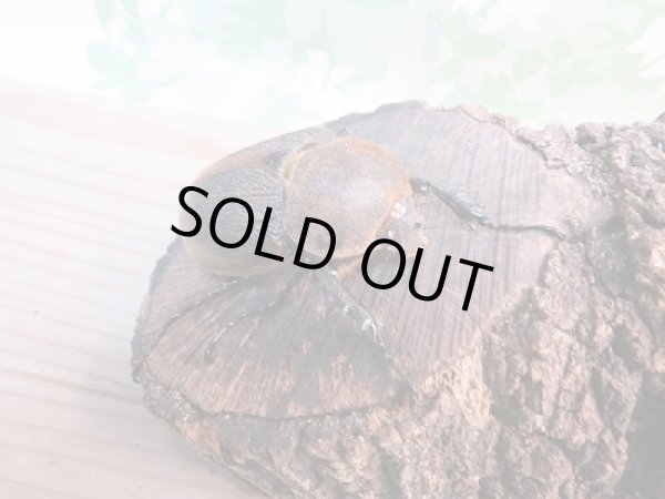 画像4: 新成虫☆D.H.リッキー♂120ミリ♀68ミリペア販売!! (4)