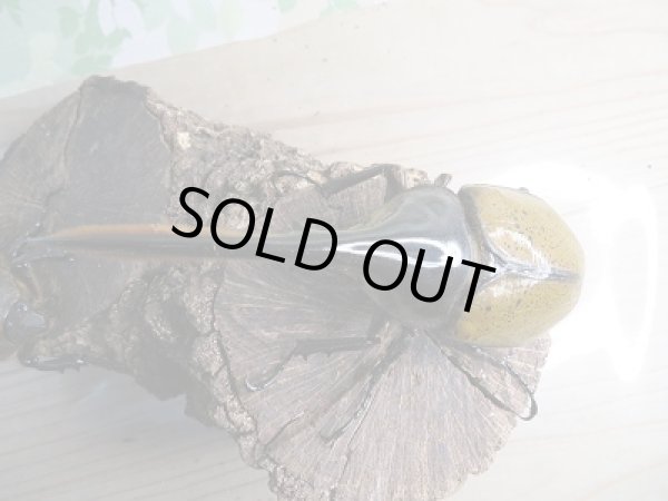 画像2: 新成虫☆D.H.リッキー♂140ミリ♀73ミリペア販売!! (2)