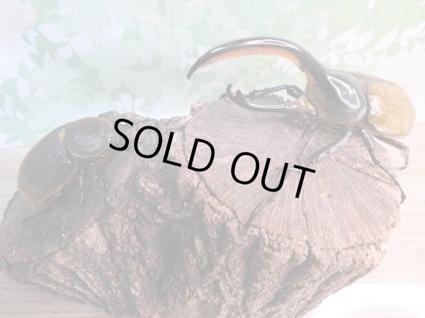 画像5: 新成虫☆D.H.リッキー♂128ミリ♀68ミリペア販売!! (5)