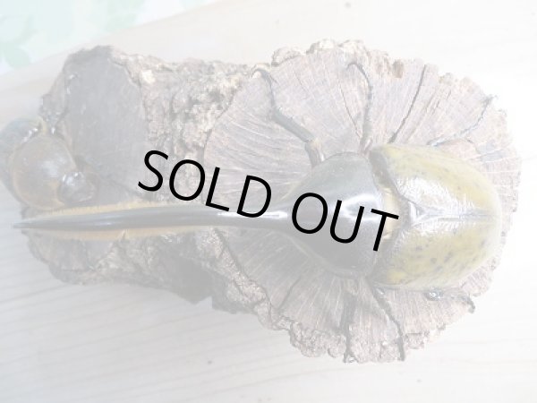 画像2: 新成虫☆D.H.リッキー♂120ミリ♀68ミリペア販売!! (2)