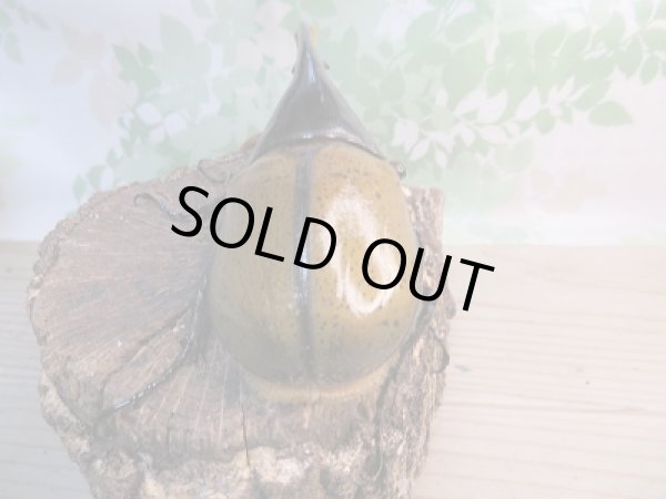 画像3: 新成虫☆D.H.リッキー♂140ミリ♀73ミリペア販売!! (3)