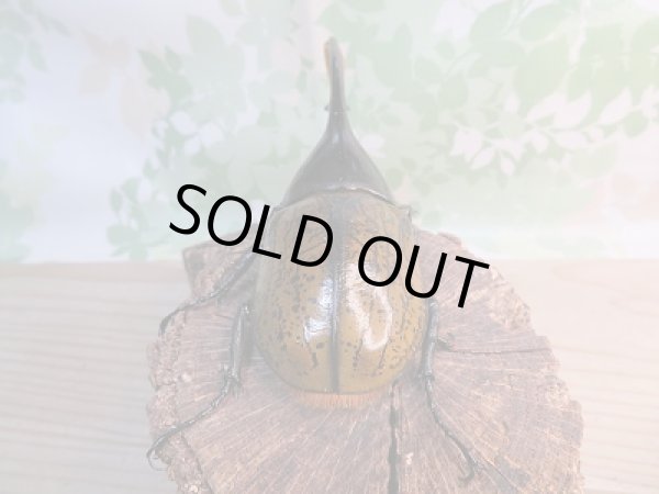 画像3: 新成虫☆D.H.リッキー♂131ミリ♀71ミリペア販売!! (3)