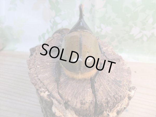 画像3: 新成虫☆D.H.リッキー♂114ミリ♀63ミリペア販売!! (3)