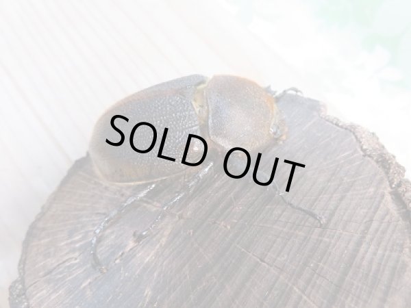 画像4: 新成虫☆D.H.リッキー♂114ミリ♀63ミリペア販売!! (4)