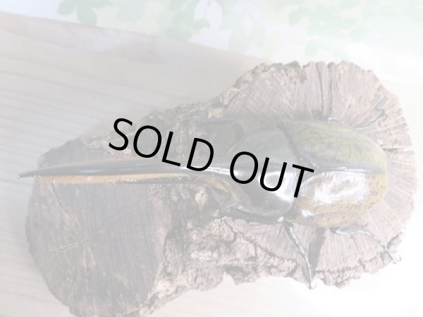 画像2: 新成虫☆D.H.リッキー♂131ミリ♀71ミリペア販売!! (2)