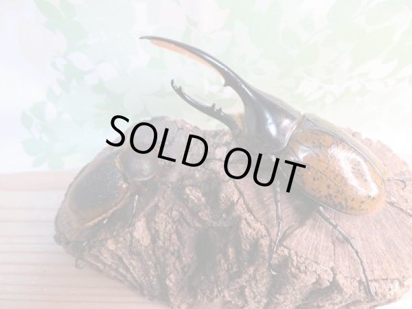 画像5: 新成虫☆D.H.リッキー♂131ミリ♀71ミリペア販売!! (5)