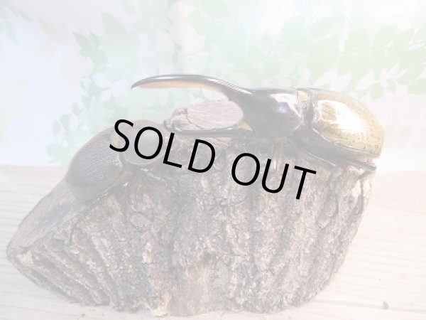 画像5: 新成虫☆D.H.リッキー♂107ミリ♀-B66ミリペア販売!! (5)