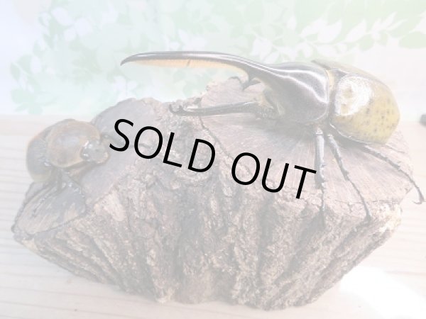 画像5: 新成虫☆D.H.リッキー♂120ミリ♀68ミリペア販売!! (5)