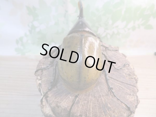 画像3: 新成虫☆D.H.リッキー♂120ミリ♀68ミリペア販売!! (3)