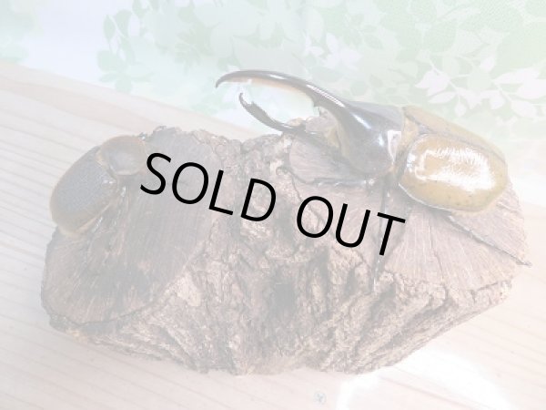 画像5: 新成虫☆D.H.リッキー♂114ミリ♀63ミリペア販売!! (5)