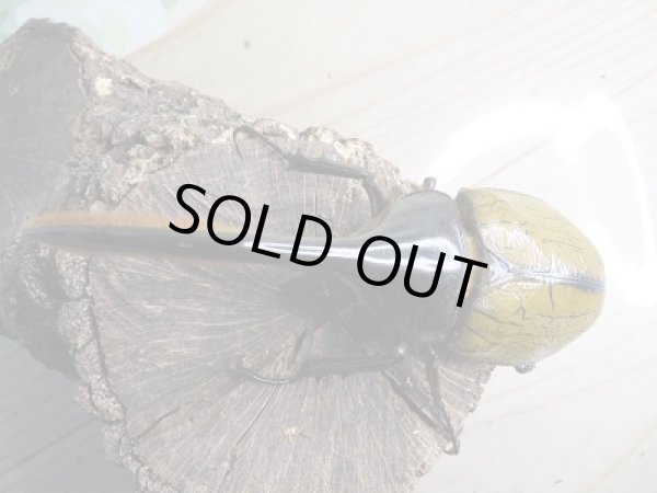 画像2: 新成虫☆D.H.リッキー♂128ミリ♀68ミリペア販売!! (2)