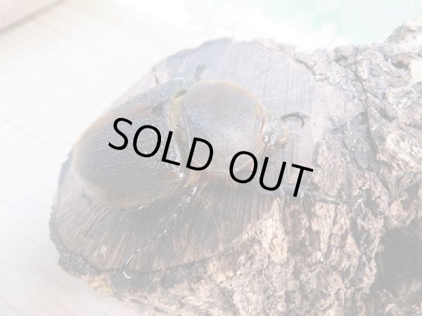 画像4: 新成虫☆D.H.リッキー♂128ミリ♀68ミリペア販売!! (4)