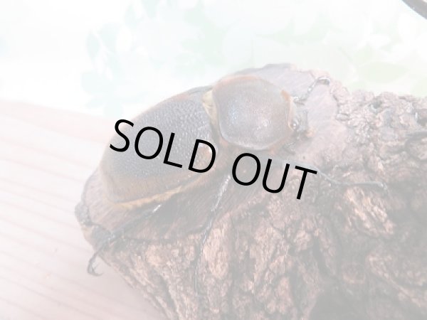 画像4: 新成虫☆D.H.リッキー♂131ミリ♀71ミリペア販売!! (4)