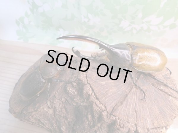 画像5: 新成虫☆D.H.リッキー♂118ミリ♀66ミリペア販売!! (5)