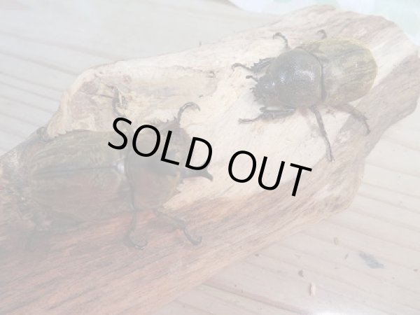 画像5: 新成虫☆F1☆サビイロカブト♂37ミリ♀フリーサイズペア販売!! (5)