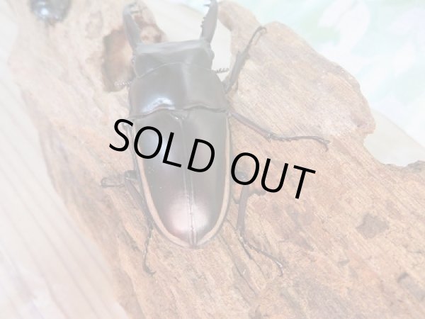 画像3: 新成虫!ウォレスノコギリクワガタ♂67ミリ♀フリーサイズペア販売!! (3)