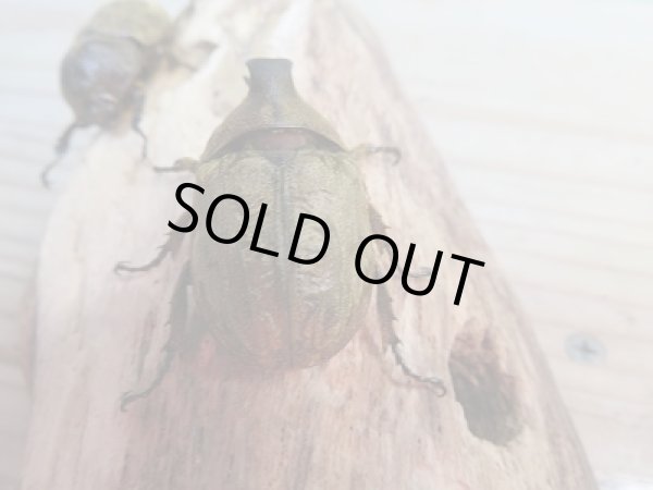 画像3: 新成虫☆F1☆サビイロカブト♂38.5ミリ♀フリーサイズペア販売!! (3)