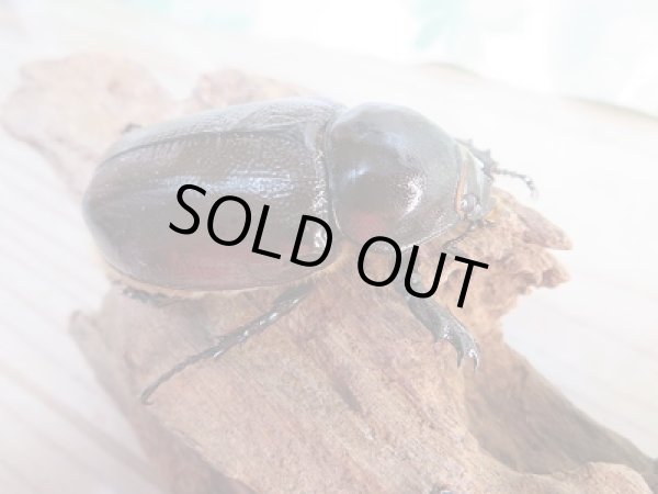 画像4: ☆新成虫☆ヒルスシロカブト♂66ミリ♀52ミリ+♀52ミリ計3頭トリオ販売!! (4)