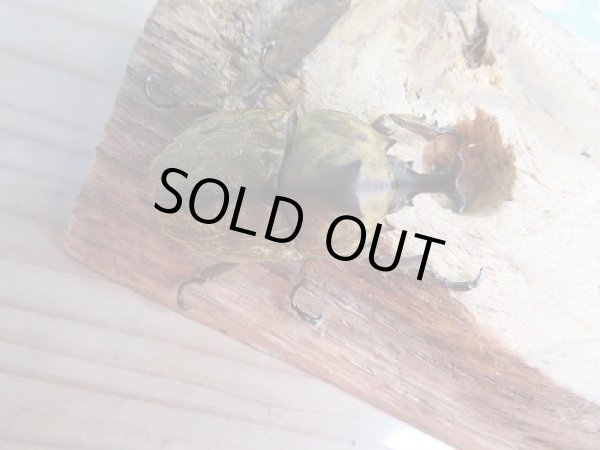 画像2: 新成虫☆F1☆サビイロカブト♂37ミリ♀フリーサイズペア販売!! (2)