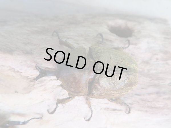 画像2: 新成虫☆F1☆サビイロカブト♂38.5ミリ♀フリーサイズペア販売!! (2)