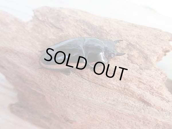 画像4: 新成虫!ウォレスノコギリクワガタ♂66ミリ♀フリーサイズペア販売!! (4)