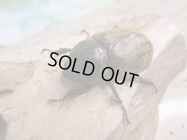 画像4: 新成虫☆F1☆サビイロカブト♂37ミリ♀フリーサイズペア販売!! (4)