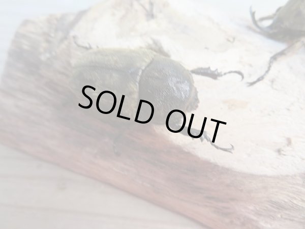 画像4: 新成虫☆F1☆サビイロカブト♂38.5ミリ♀フリーサイズペア販売!! (4)