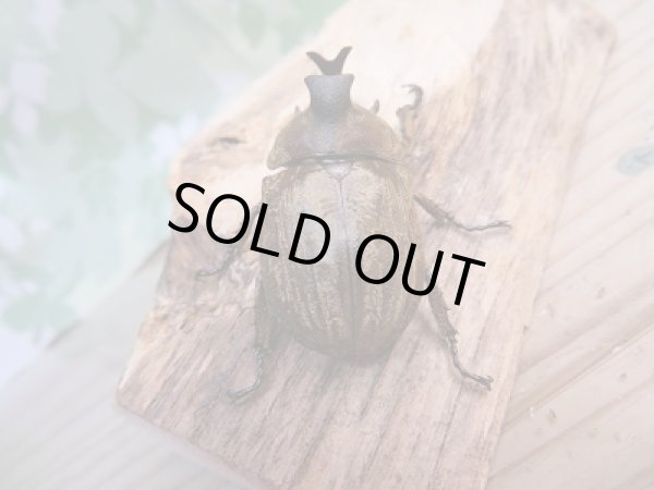 画像3: 新成虫☆F1☆サビイロカブト♂37ミリ♀フリーサイズペア販売!! (3)