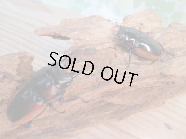 画像5: 新成虫☆F2☆ハスタートノコギリクワガタ(亜種モイ二エリ)♂51ミリ♀フリーサイズペア販売!! (5)