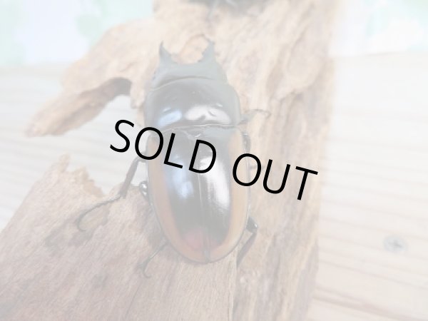 画像3: 新成虫☆F2☆ハスタートノコギリクワガタ(亜種モイ二エリ)♂51ミリ♀フリーサイズペア販売!! (3)