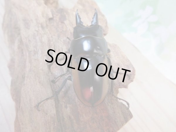 画像3: 新成虫☆F2☆ハスタートノコギリクワガタ(亜種モイ二エリ)♂50ミリ♀フリーサイズペア販売!! (3)