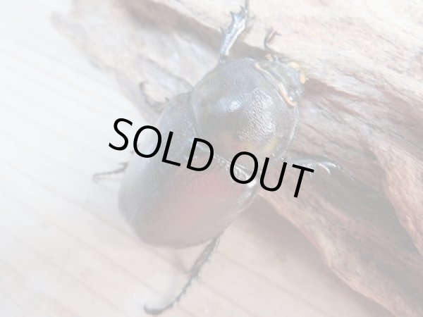 画像5: ☆新成虫☆ヒルスシロカブト♂66ミリ♀52ミリ+♀52ミリ計3頭トリオ販売!! (5)