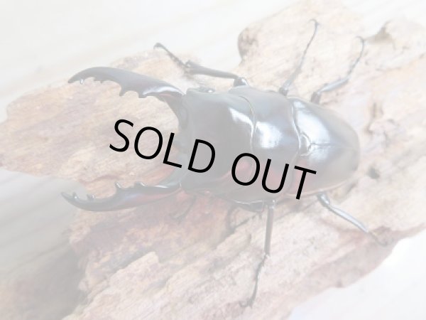 画像2: 新成虫!ウォレスノコギリクワガタ♂66ミリ♀フリーサイズペア販売!! (2)