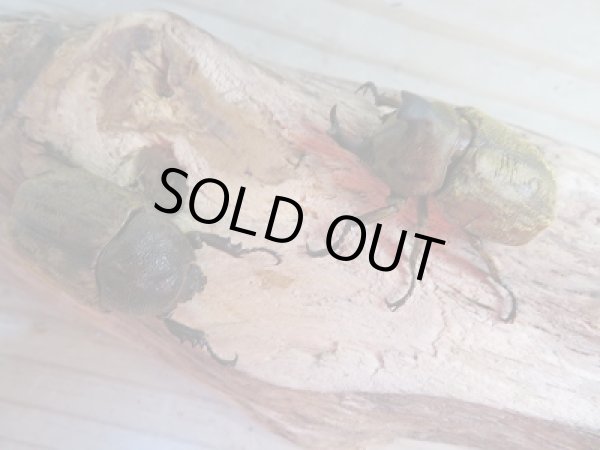 画像5: 新成虫☆F1☆サビイロカブト♂38.5ミリ♀フリーサイズペア販売!! (5)